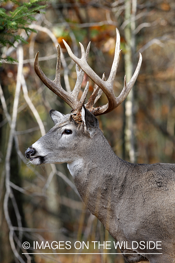 White-tailed buck in habitat. 