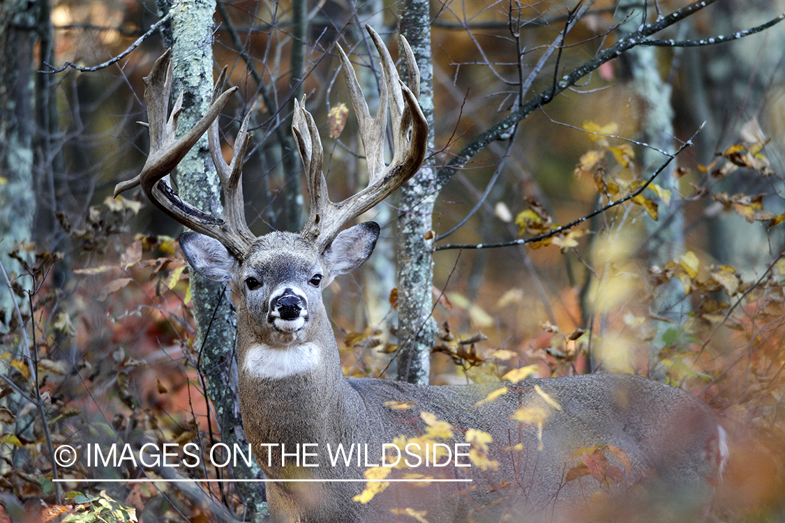 White-tailed buck in habitat. 