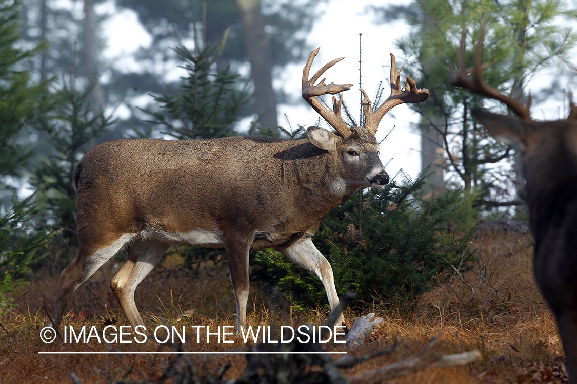 White-tailed bucks in habitat.  