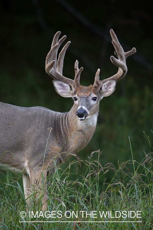 White-tailed buck in habitat.