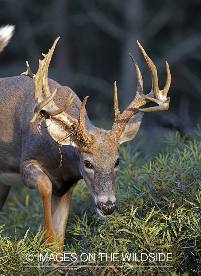 White-tailed buck shedding velvet. (Original Image # 00271-063.76D)