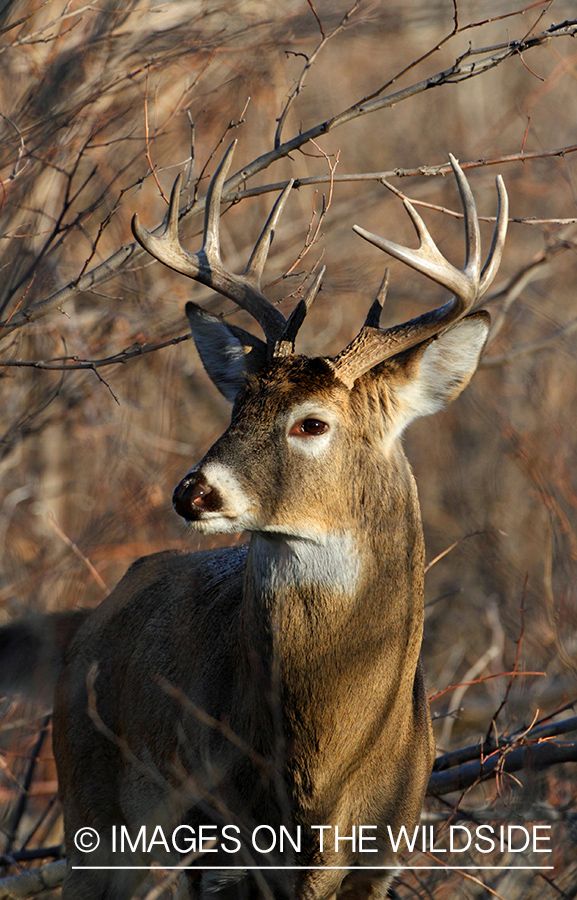 White-tailed buck in habitat.