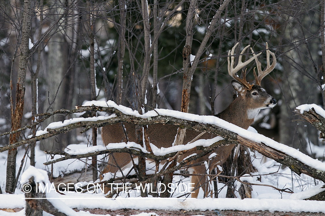 White-tailed buck in winter habitat.