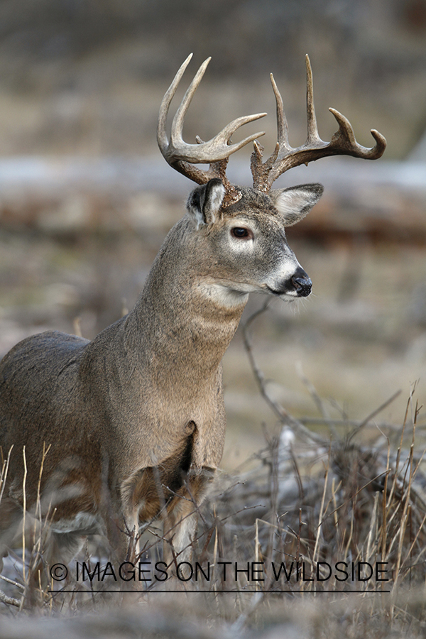 White-tailed buck in habitat.