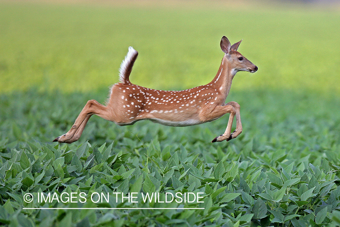 White-tailed fawn running.