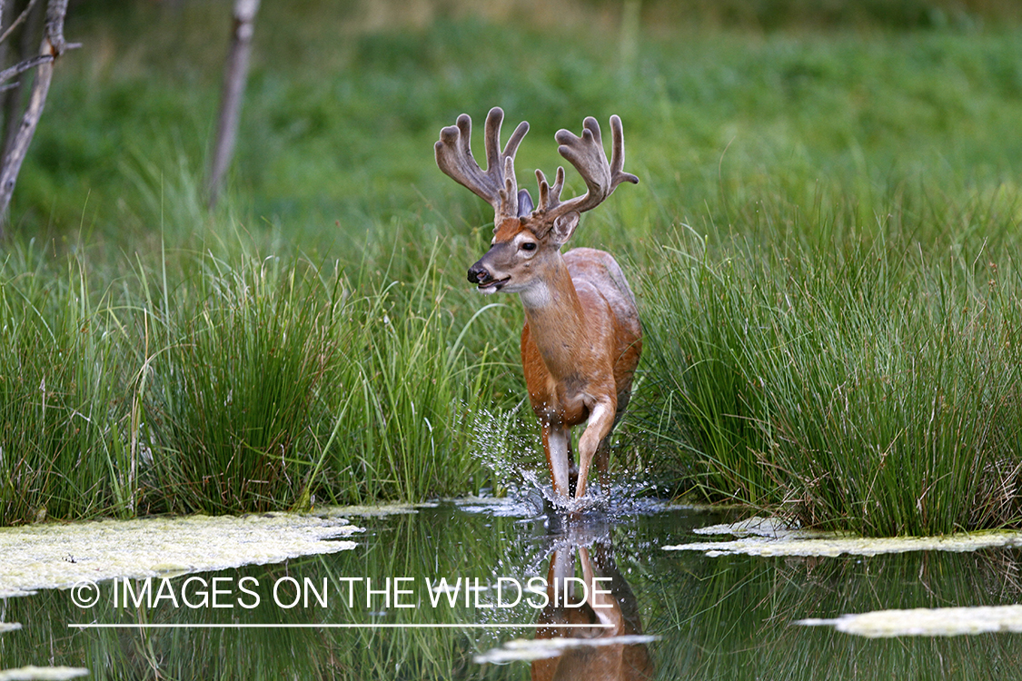 White-tailed buck with reflection in habitat.