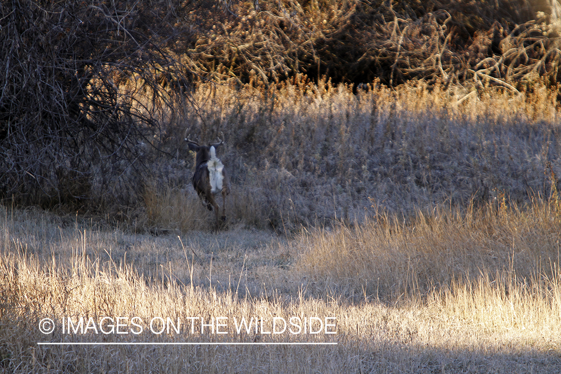 View of white-tailed buck fleeing from tree stand. 