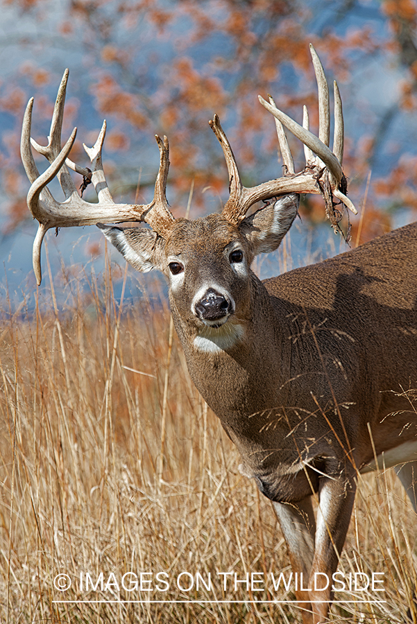 White-tailed buck losing velvet.