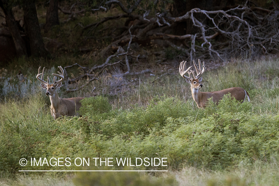 White-tailed bucks in velvet.