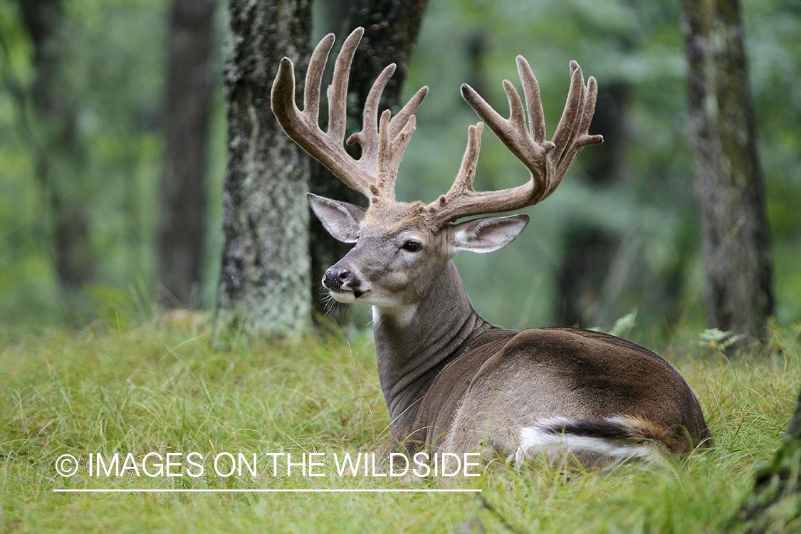 White-tailed buck in habitat.