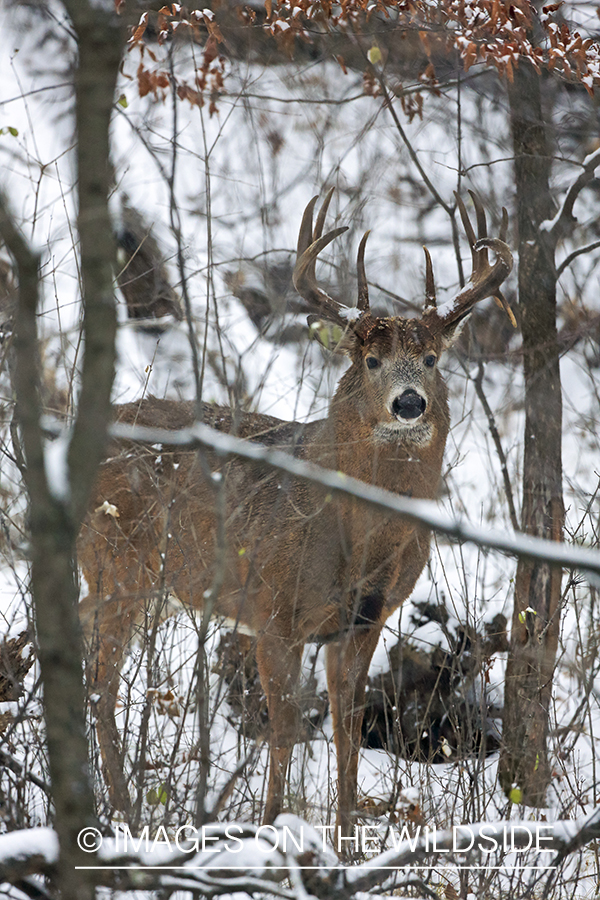 White-tailed buck in habitat.