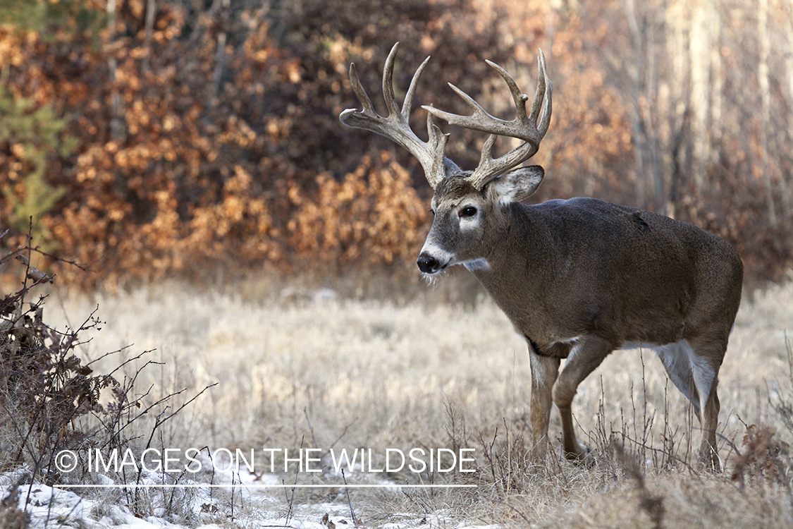 White-tailed buck in habitat. 