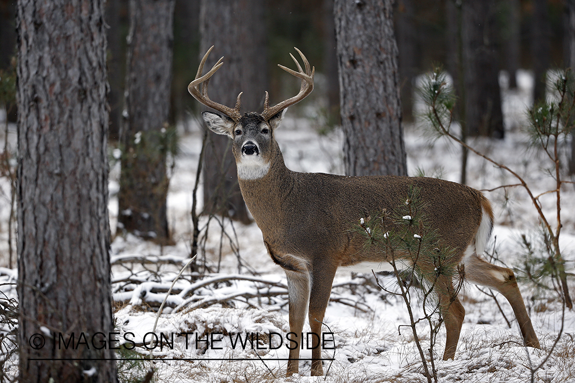 White-tailed buck in winter habitat.