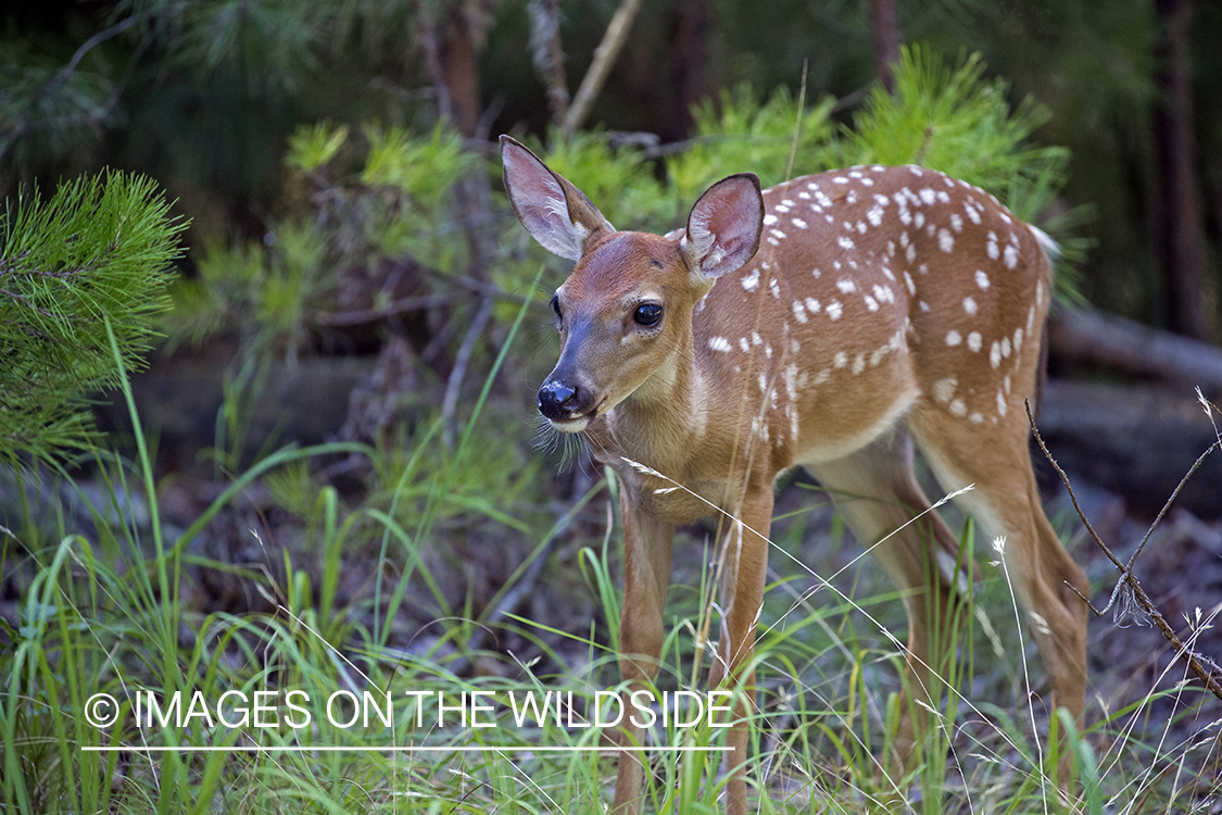 White-tailed fawn in habitat.