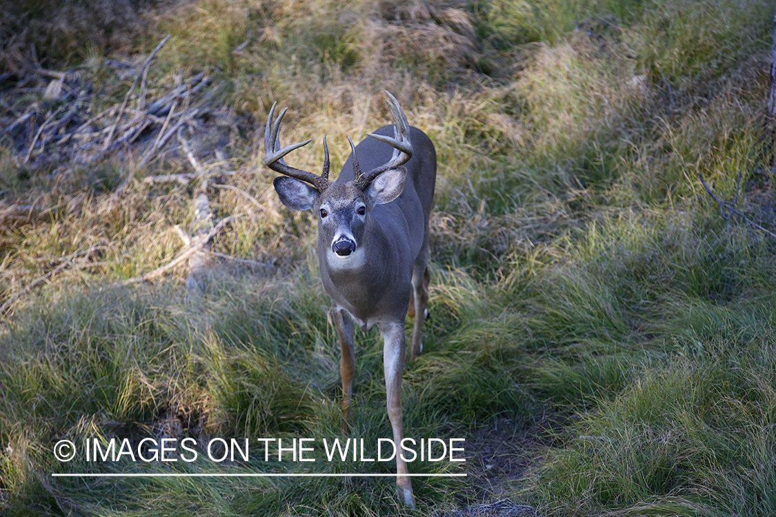 White-tailed buck photographed from tree stand.