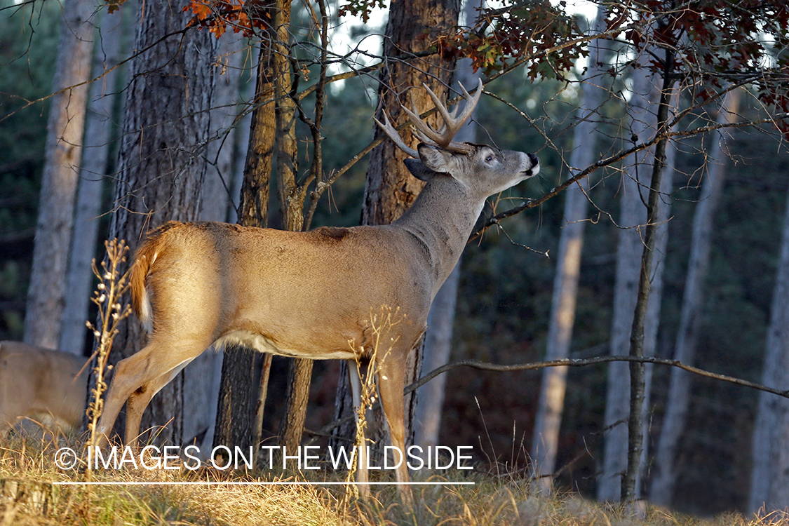 White-tailed buck sniffing branch.