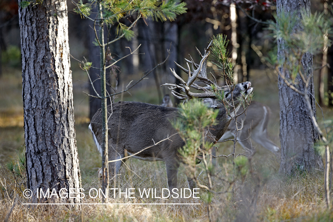 White-tailed buck doing lip curl.