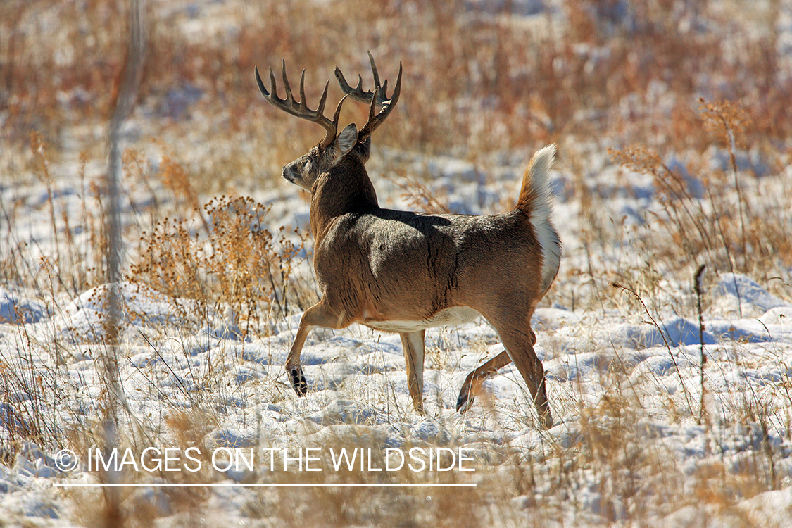 White-tailed buck flagging in field.