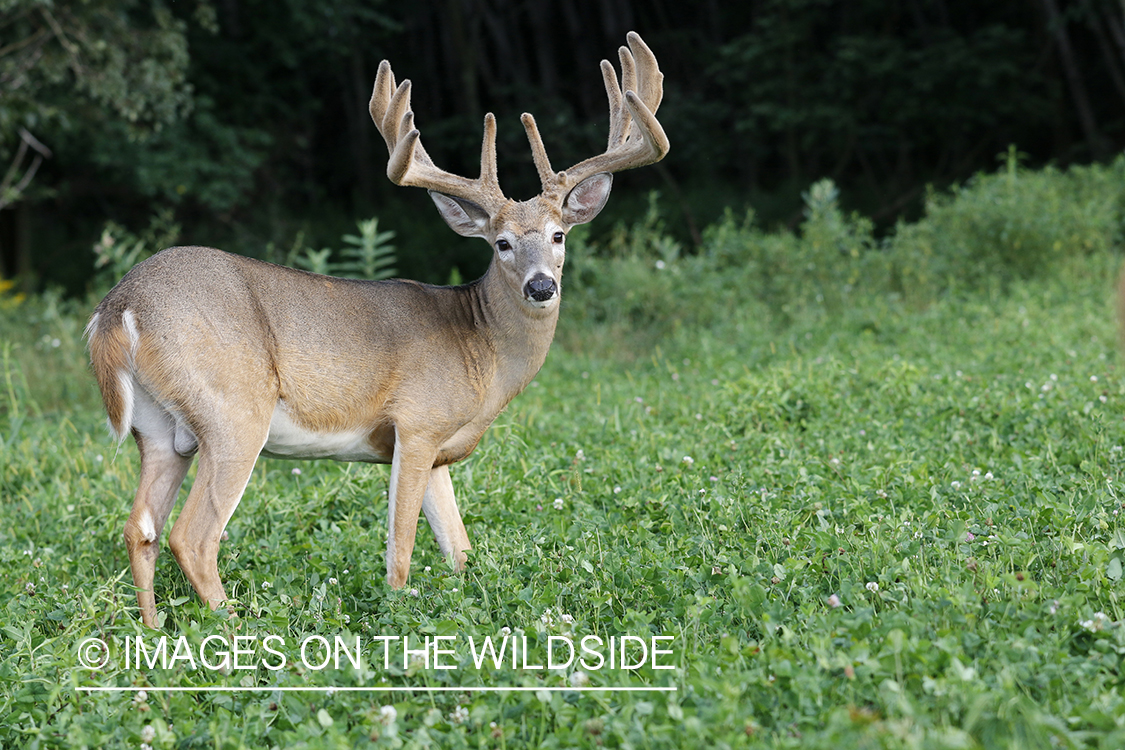 White-tailed buck in velvet.