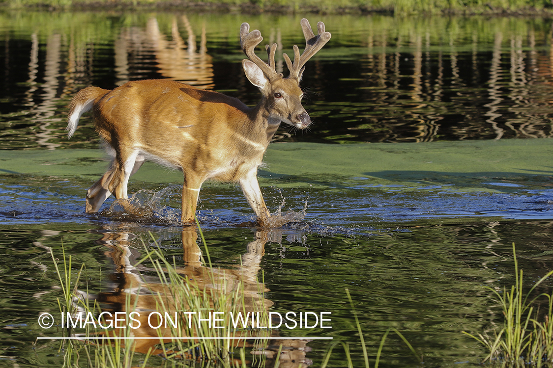 White-tailed deer in velvet next to water. 