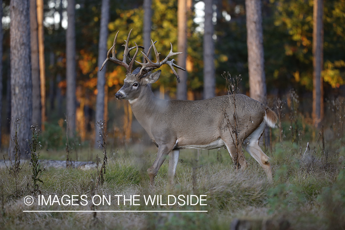 White-tailed buck in field.