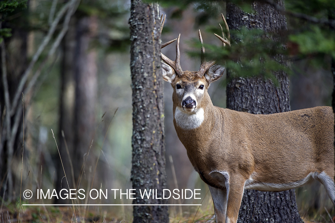 White-tailed deer in habitat.