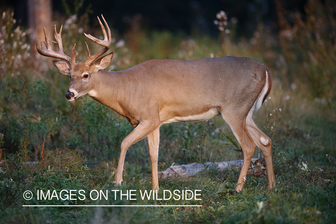 White-tailed buck in field.