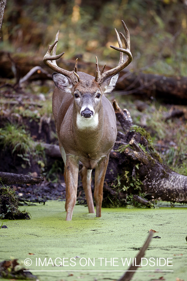 White-tailed buck in the rut.