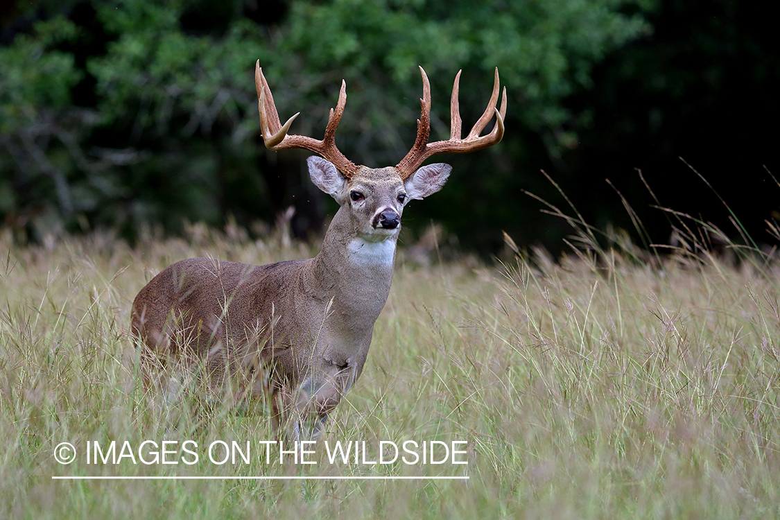 White-tailed buck in the rut.