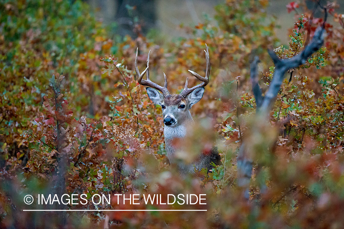 White-tailed buck in field.