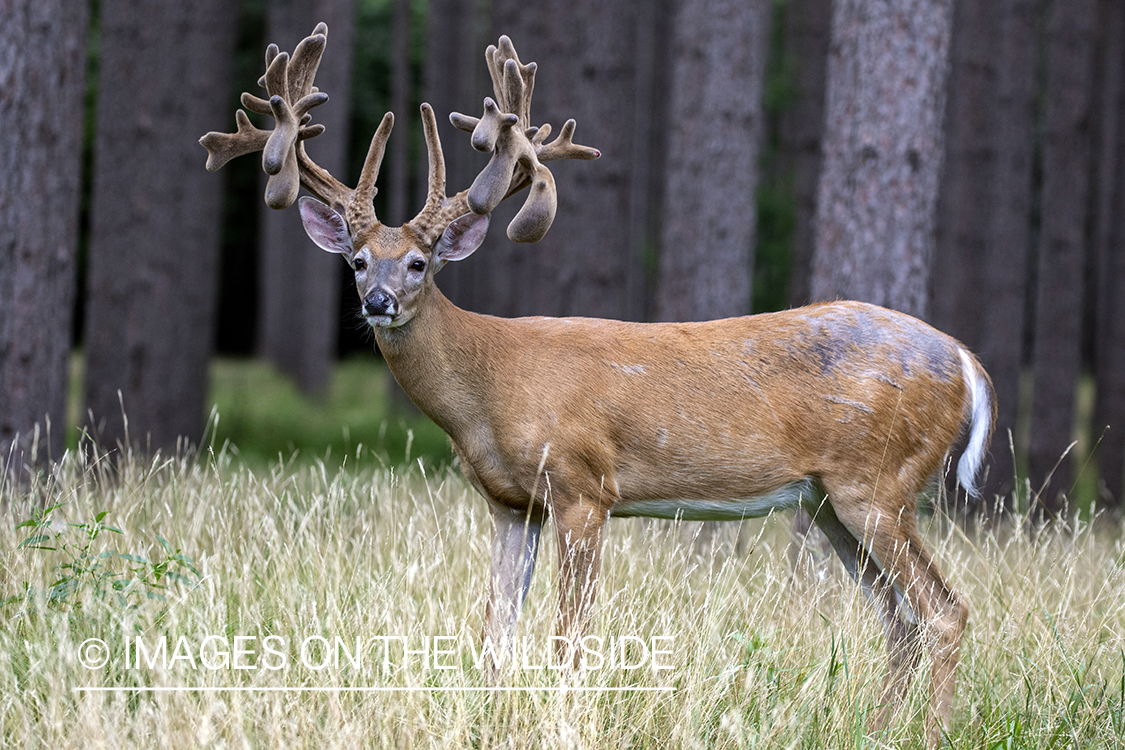 White-tailed buck in Velvet.