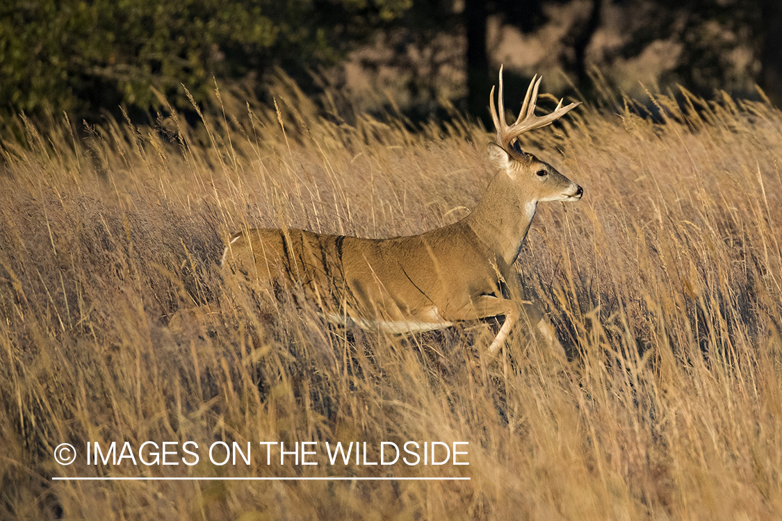 White-tailed buck in field.