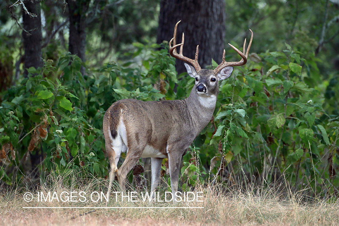 White-tailed buck in field.