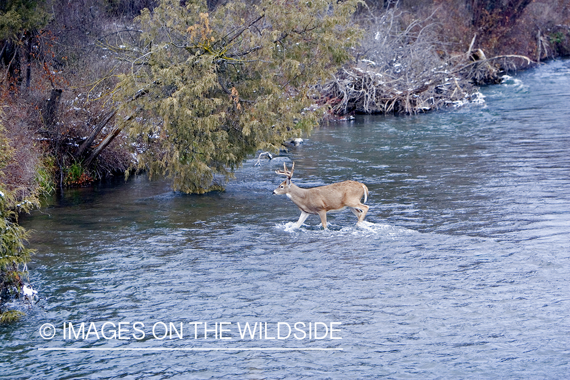 White-tailed deer in habitat