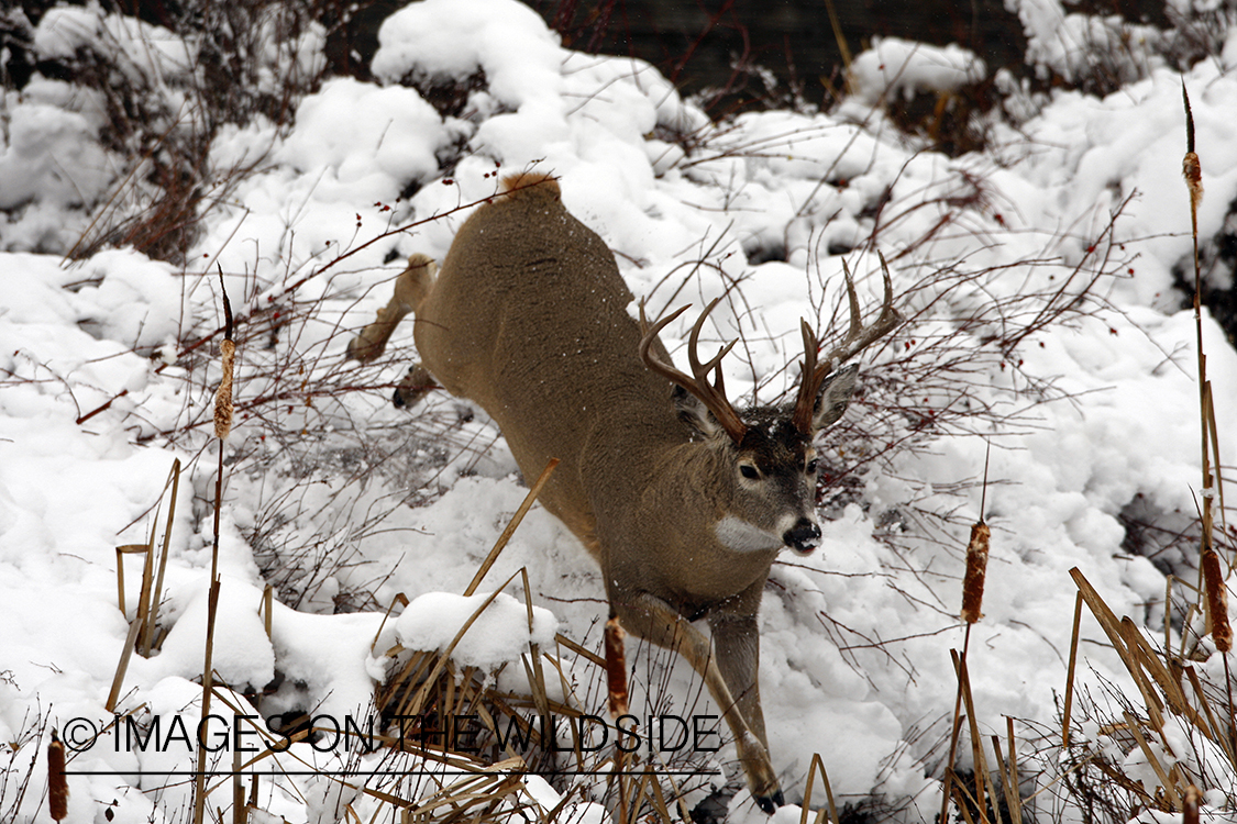 White-tailed deer in habitat