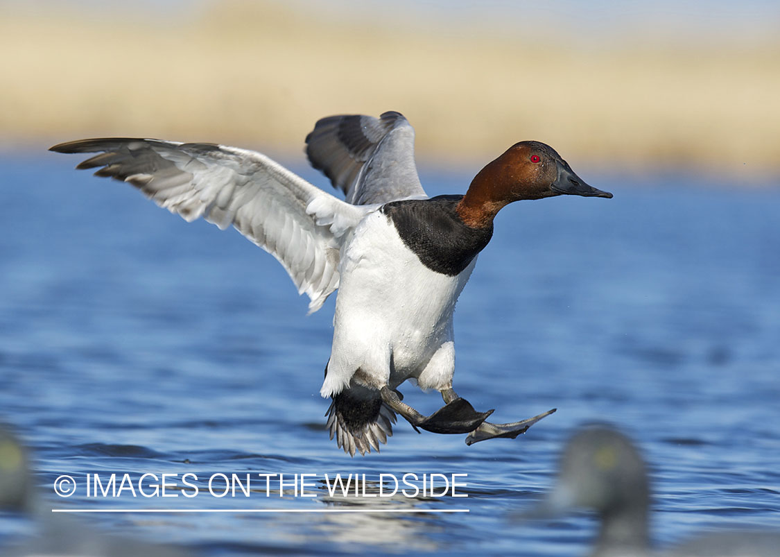 Canvasback duck landing in decoys.