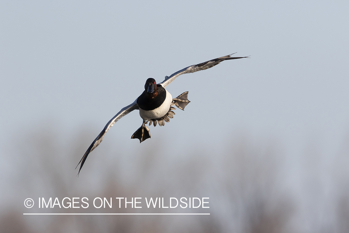 Canvasback drake in flight.