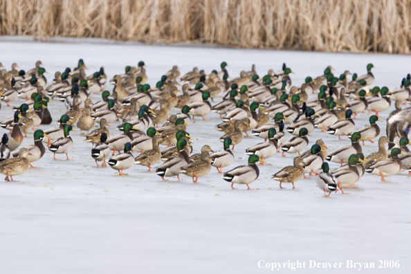 Flock of mallards on frozen river/ pond.