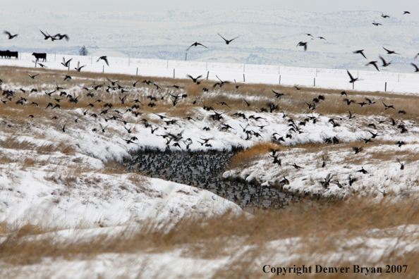 Flock of Mallard Ducks