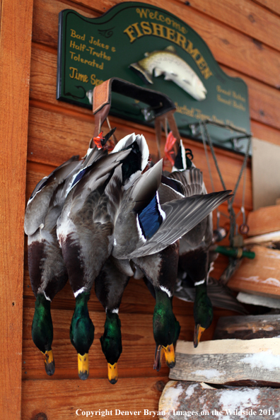 Bagged mallards hanging on outside wall. 