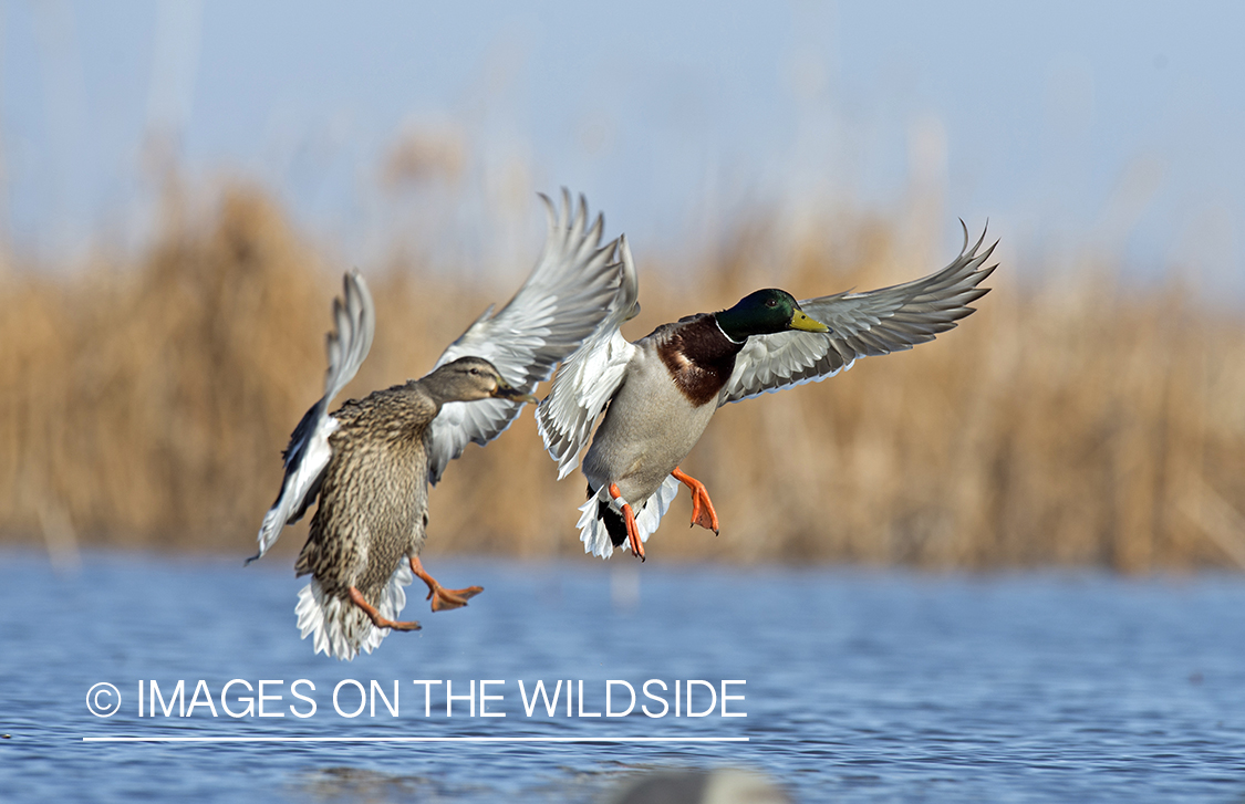 Mallards in flight.