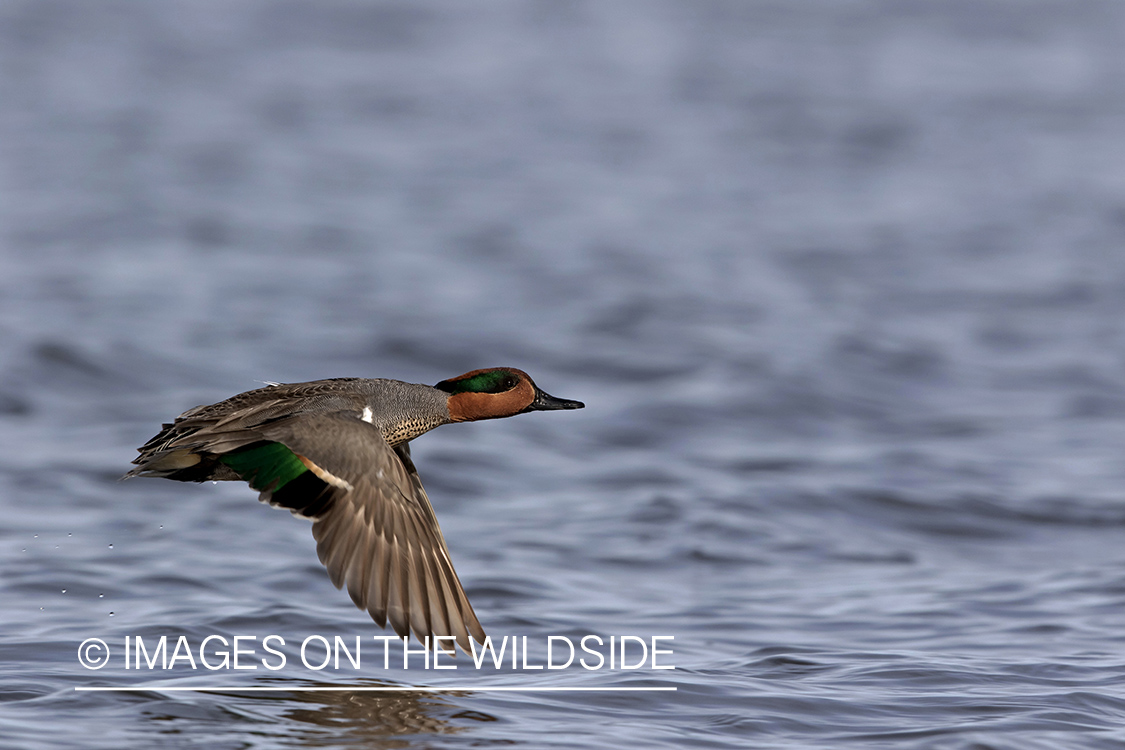 Green-winged Teal in flight.