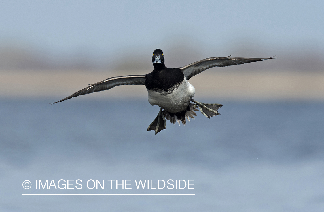 Lesser Scaup in flight.