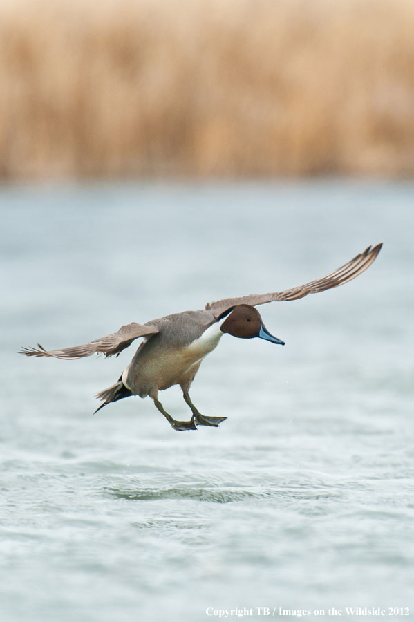 Pintail Duck in wetland.