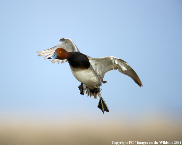 Redhead in flight. 