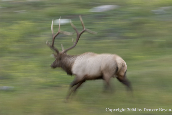 Rocky Mountain bull elk running.