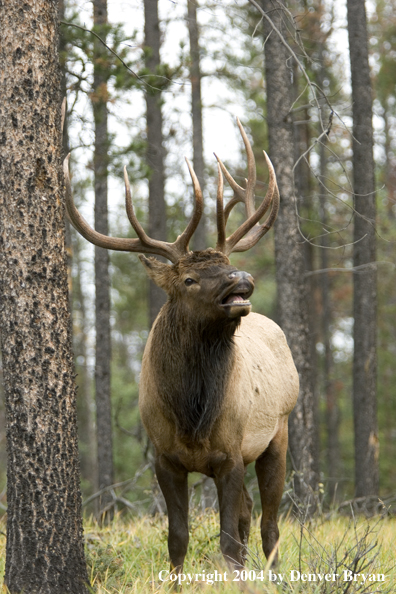 Rocky Mountain bull elk bugling.