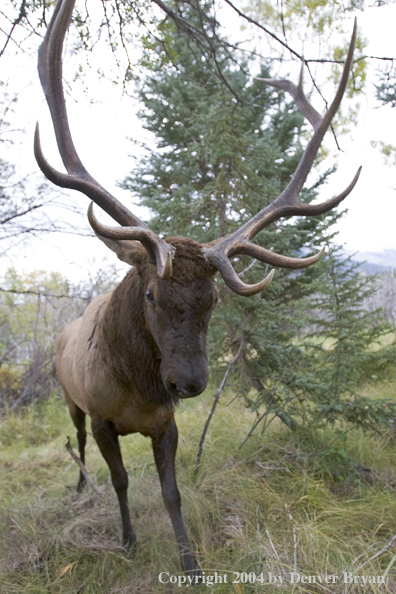 Rocky Mountain bull elk charging aggressively through forest.