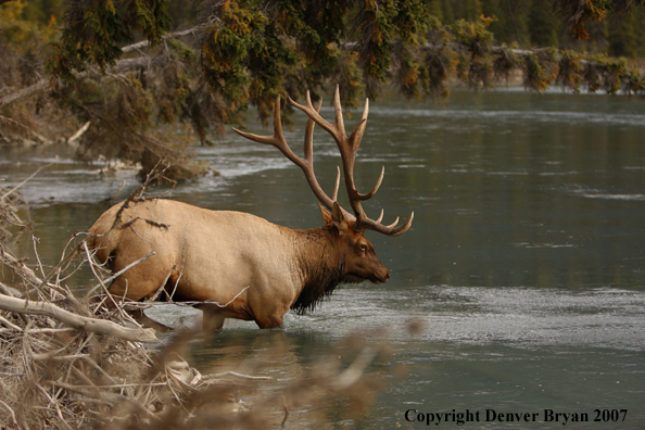 Rocky Mountain Elk entering the river