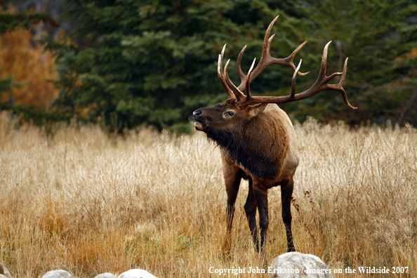 Rocky Mountain Elk bugling